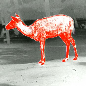 PARD Leopard 480 LRF Wärmebild-Monokular Objektiv: 35mm